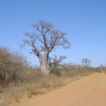 Baoba nella savana (2)