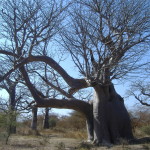 Baobab elefante