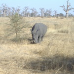 Rinoceronte in agguato