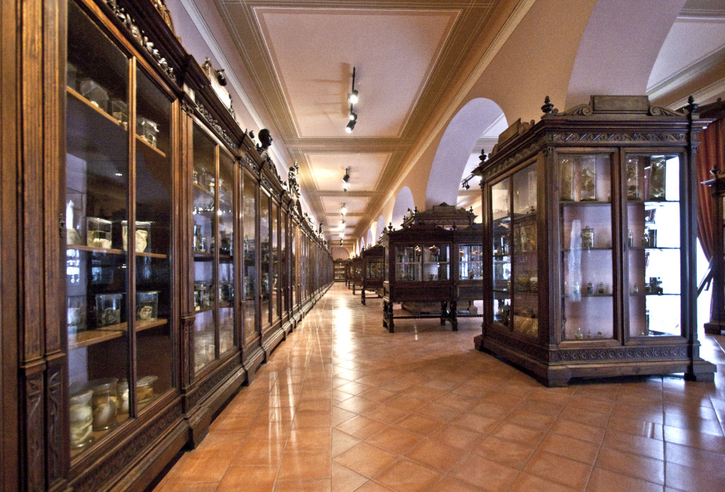 Museo Anatomico di Napoli1